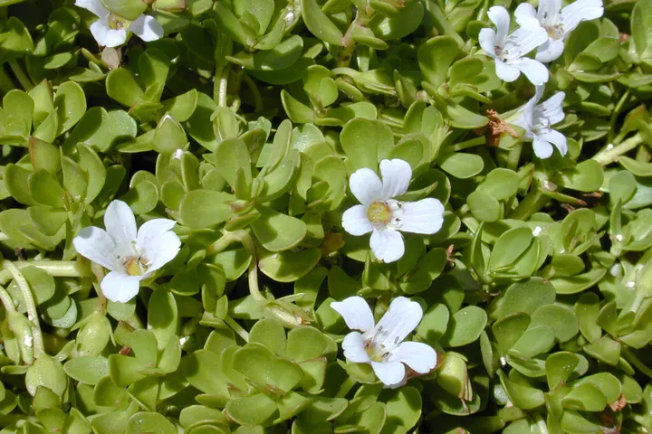 Bacopa monnieri plant with white flowers